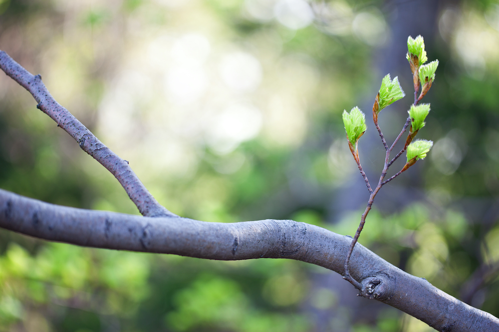fresh growth on a beech tree